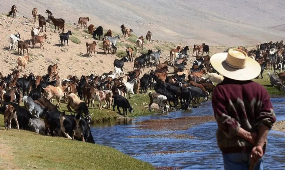 Crianceros del Limarí han debido reducir sus rebaños y ajustar su producción ante el aumento de los costos y la escasez de forraje. (Foto: El Ovallino)