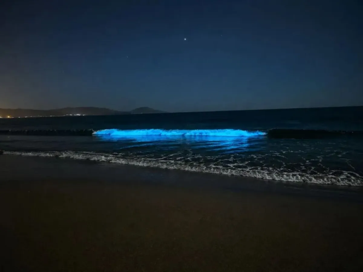 Proliferación de dinoflagelados en Guanaqueros y su impacto en especies marinas