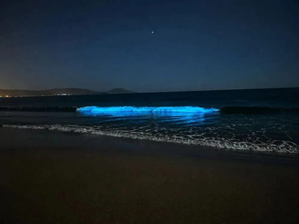 El fenómeno de bioluminiscencia observado en Guanaqueros es provocado por la proliferación de dinoflagelados, microorganismos que podrían afectar a especies marinas si aumentan su concentración. )Crédito Cristian Silva)