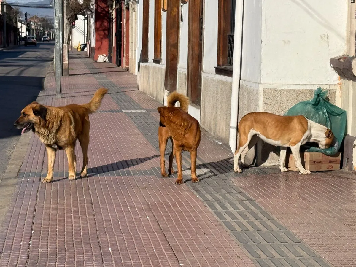 Coquimbo lidera casos de 38 mil animales abandonados