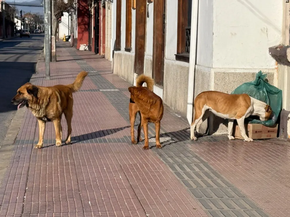 El aumento de animales abandonados ha impulsado planes de esterilización para enfrentar la sobrepoblación en la región. Crédito: Cristian Silva