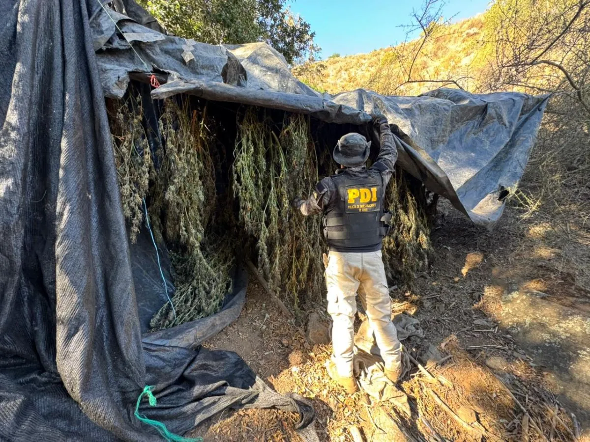 Destruyen más de $2.240 millones en drogas producidas en cultivos de Los Vilos
