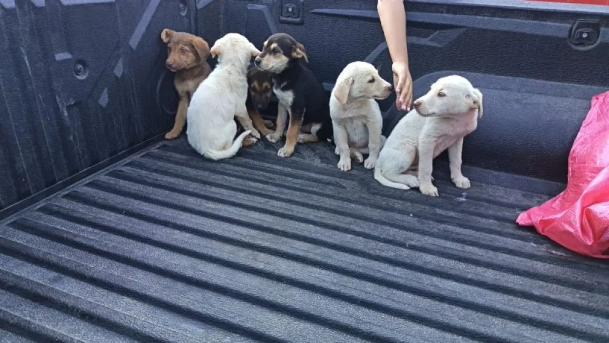 Abandono de cachorros: sujeto con firma y arraigo nacional