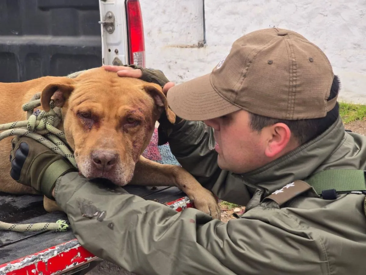 Perrito amarrado con familia será devuelto