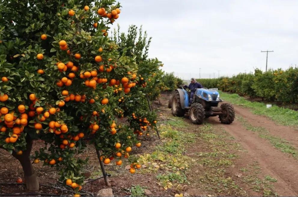 Actualmente, la mandarina lidera la superficie agrícola regional, seguida por los limones. A esto se suma el crecimiento de los olivos y un aumento significativo del cerezo. 