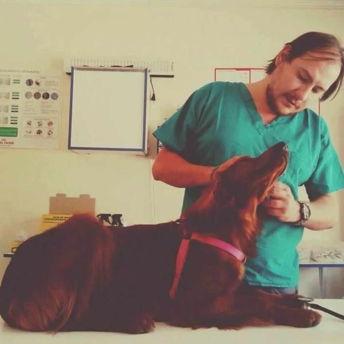 Veterinario serenense presidirá tribunal ética nacional