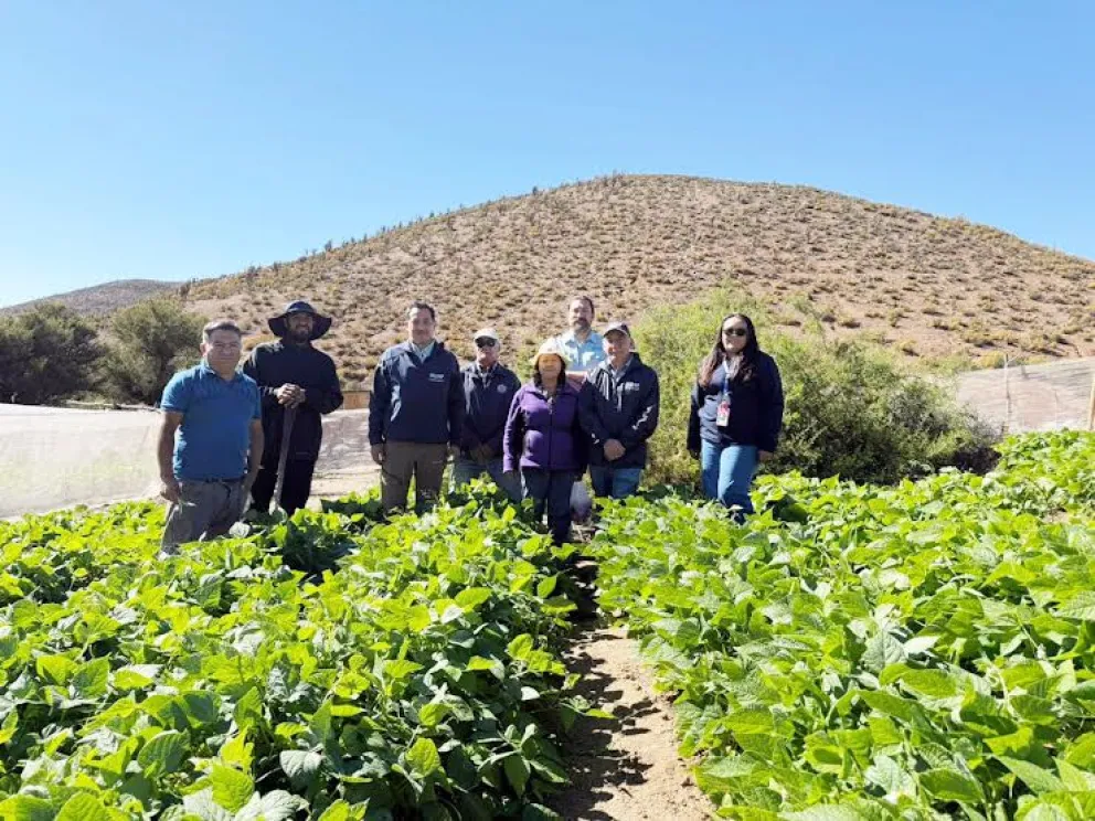 Productores agrícolas y crianceros de Combarbalá recibieron el incentivo Capital de Trabajo de INDAP, destinado a apoyar la compra de insumos y enfrentar el aumento de los costos de producción.