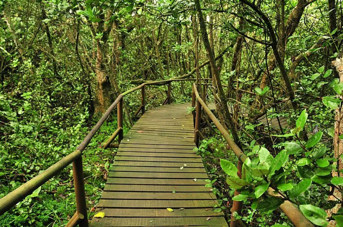 Bosque Fray Jorge: ecosistema único en zona semiárida