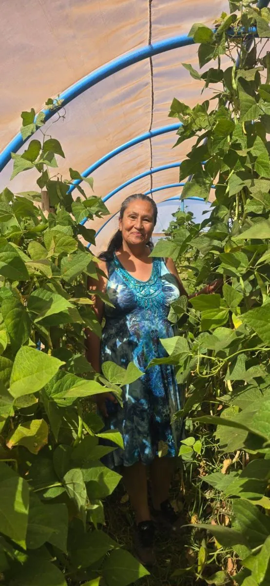 Agricultores de Limarí preservan semillas tradicionales Agricultores de Limarí preservan semillas tradicionales