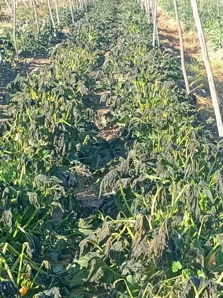 Pequeños agricultores advierten que las heladas ya han provocado daños en hortalizas y cultivos sensibles del Limarí. (Foto: Cedida)