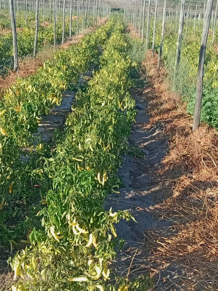 Pequeños agricultores advierten que las heladas ya han provocado daños en hortalizas y cultivos sensibles del Limarí. (Foto: Cedida)