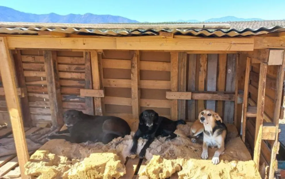 Fundaciones animalistas llaman a colaborar con abrigo y alimento