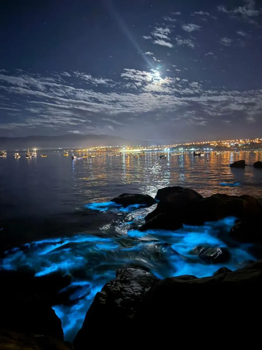 Turismo y autoridades promueven naves autorizadas por bioluminiscencia