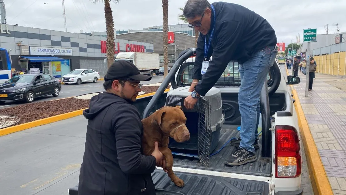 Coquimbo activa patrulla canina 24/7 contra maltrato animal