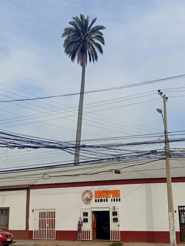 La histórica palmera pasa desapercibida para las personas que transitan por la ciudad, sin embargo, guarda una larga historia a su alrededor. (Foto: Oscar Rosales)