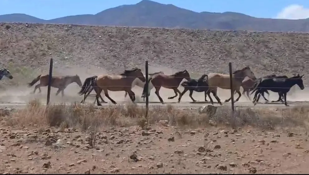 Vecinos de El Dorado advierten daños y riesgos por la presencia de caballos sueltos y perros asilvestrados en el sector rural de Talhuén. (Foto: Cedida)