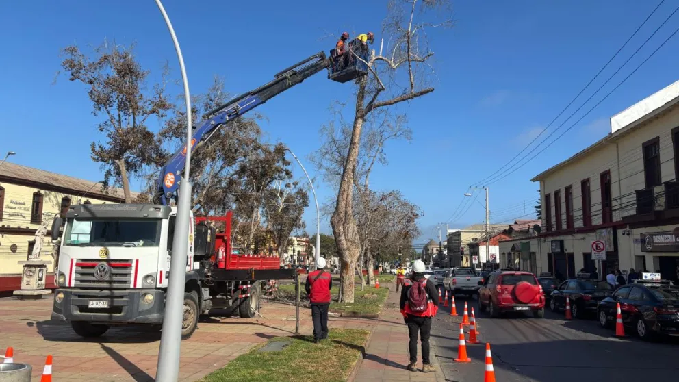 Equipos municipales ya se encuentran realizando poda y retiro de aquellos árboles que presentan daños irrecuperables y que, por lo mismo, representan un riesgo para los transeúntes. (Foto: Cedida)