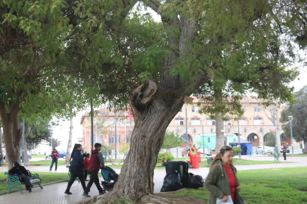 Una completa mantención de las especies arbóreas de la plaza de armas llevaron a cabo equipos municipales de La Serena. (Foto: Oscar Rosales)
