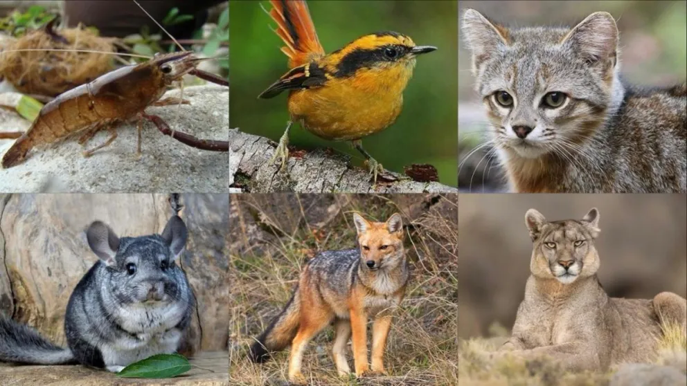 El gato colocolo, el zorro culpeo y otras especies nativas componen la biodiversidad del Limarí, la cual, actualmente, enfrenta una fuerte presión antropogénica. (Foto: El Ovallino)