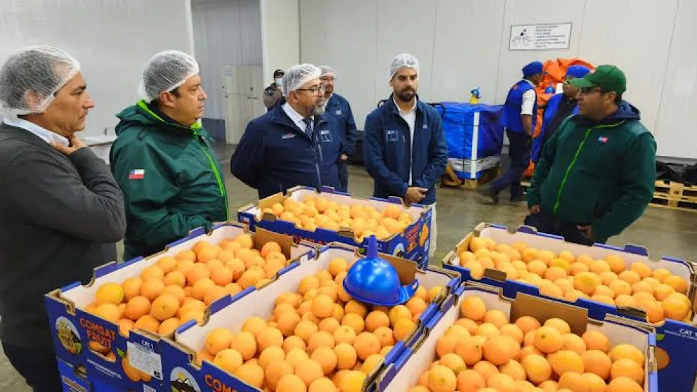 Nuevo sistema permitirá exportar fruta desde zonas con y sin restricción por mosca de la fruta