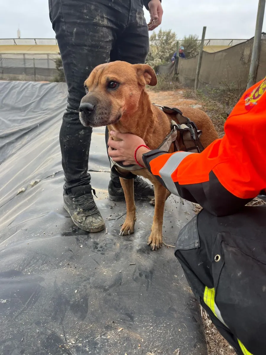 Encuentran a “Manjar”, perrito que escapó de su vivienda durante un asalto