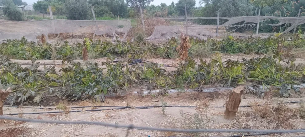 Cultivos hortícolas afectados por las heladas reflejan la preocupación que mantienen pequeños agricultores de Monte Patria tras las bajas temperaturas