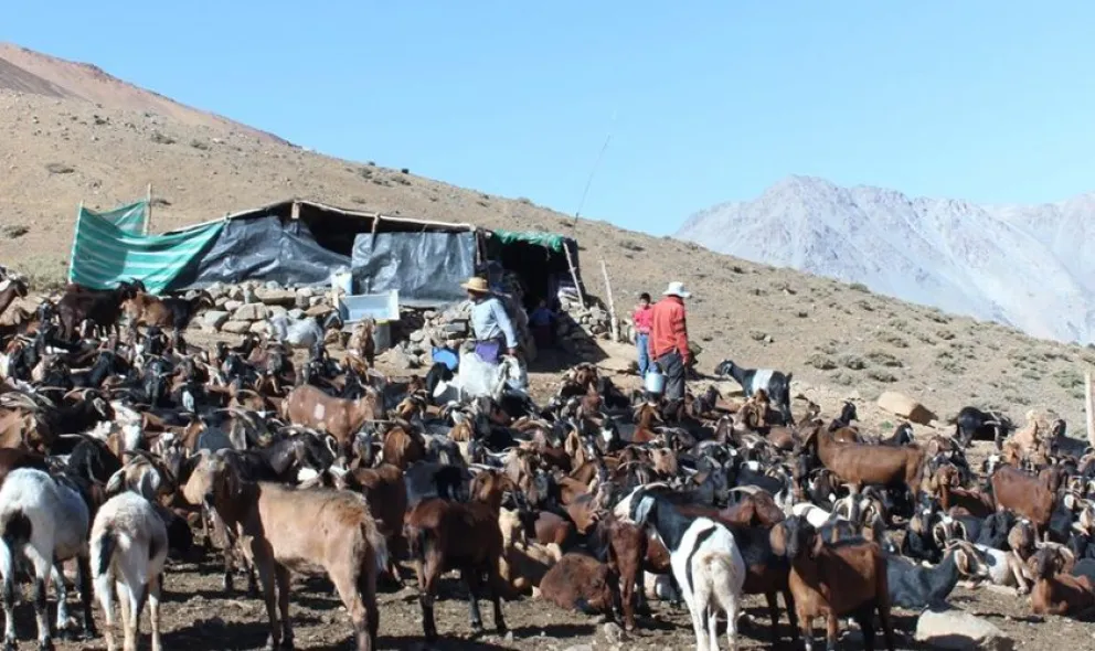 La baja disponibilidad de pasto natural ha obligado a crianceros de la provincia a reforzar la alimentación de sus animales con forraje, maíz y pellet. (Foto: Cedida)
