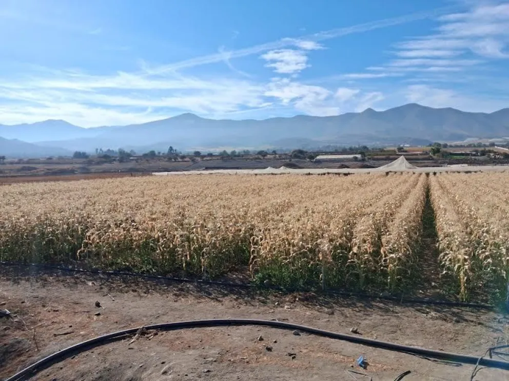 De acuerdo con el catastro realizado por el equipo técnico del programa PRODESAL, cerca de una treintena de productores se han visto afectados por este fenómeno climático. (Foto: Cedida)