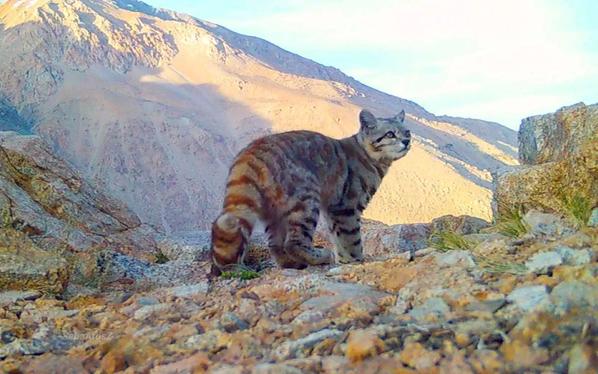 Protección del Gato Andino ante amenazas Protección del Gato Andino ante amenazas