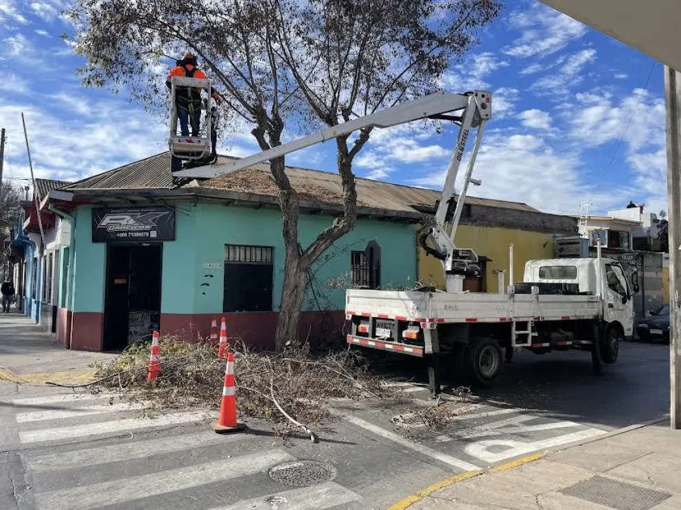 Las intervenciones no se realizan al 100% de los ejemplares de cada barrio, sino que se aplican exclusivamente criterios técnicos para definir qué árboles necesitan poda estructural, limpieza o manejo preventivo. (Foto: Cedida)