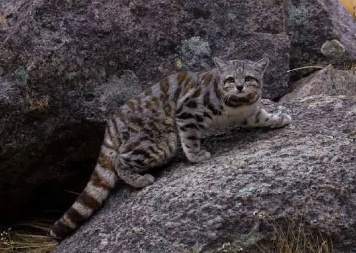Protección al gato andino en cordillera Limarí Protección al gato andino en cordillera Limarí