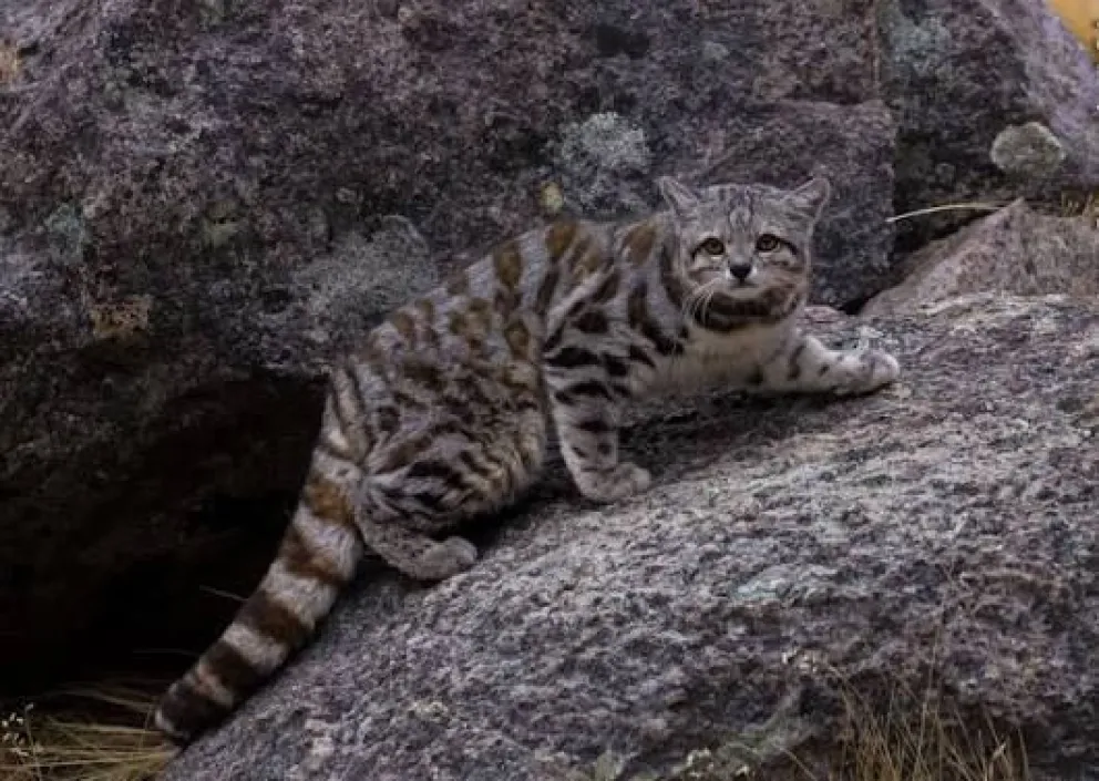 El gato andino es una de las especies más difíciles de observar y su protección depende del resguardo de los ecosistemas cordilleranos. (Foto: Cedida)