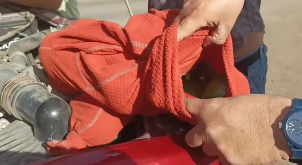 Durante esta semana se detectó a personas tratando de pasar una gran cantidad de paltas en los motores de sus vehículos. (Foto: Cedida)