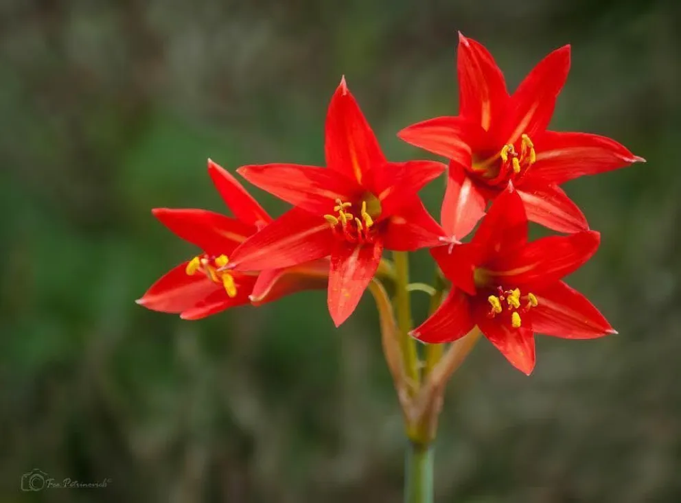 La añañuca encierra una hermosa leyenda de amor eterno. Cada vez que las lluvias llegan al Norte Chico, sus flores brotan en abundantes ramilletes que llenan de color y vida el desierto nortino.