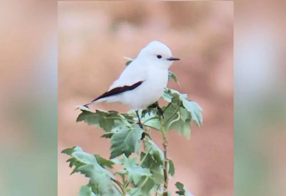 FOTO: Captura de pantalla 