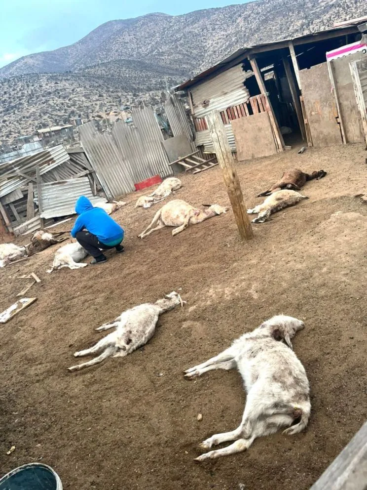 Grandes son los daños que generan las jaurías de perros que atacan las parcelas de los sectores rurales de La Serena y Coquimbo. (Foto: Cedida)