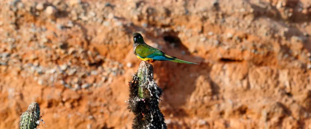 El loro tricahue es una especie endémica de Chile, que antiguamente habitaba desde Copiapó hasta Valdivia. 