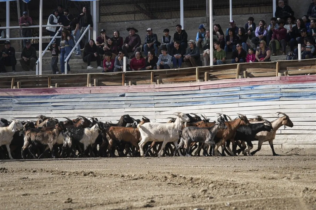 Fiesta del Criancero de Tulahuén reúne tradiciones cordilleranas Fiesta del Criancero de Tulahuén reúne tradiciones cordilleranas