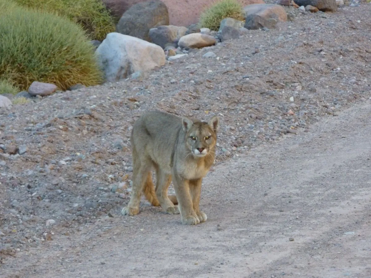 Puma en peligro de extinción por falta de catastro actualizado Puma en peligro de extinción por falta de catastro actualizado