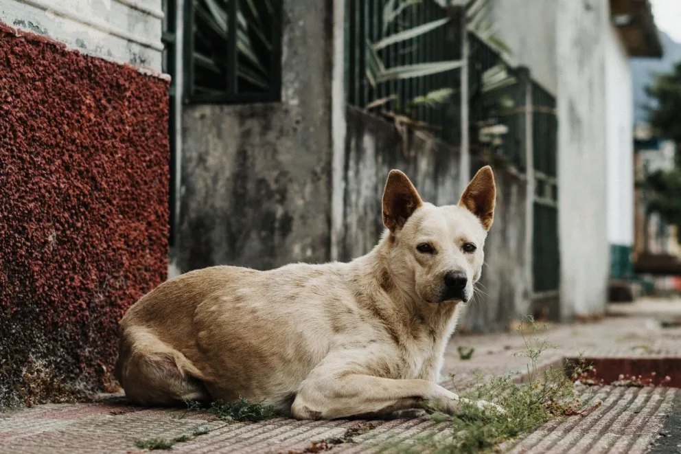 Los veterinarios explican que la enfermedad puede prevenirse mediante una adecuada inmunización y controles periódicos de salud. (Foto: Cedida)