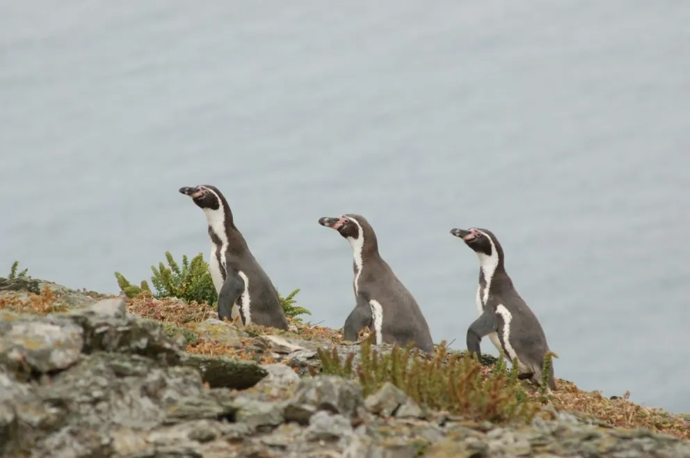 La Reserva Nacional Pingüino de Humboldt e Isla Damas figuran entre los principales atractivos turísticos de La Higuera, destino que cada invierno recibe a visitantes de todo el país.