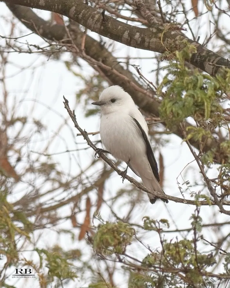 Avistamiento de Monjita Blanca en Ovalle