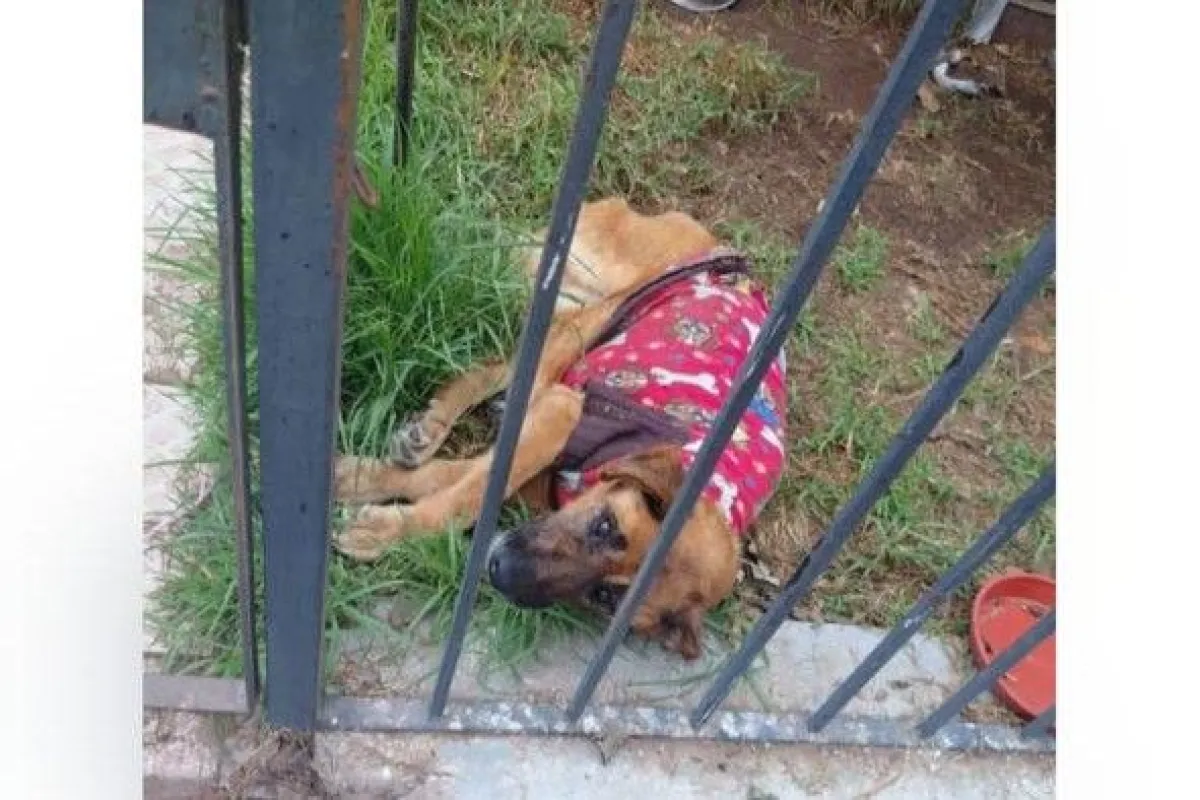 Denuncian presunto maltrato animal en La Serena