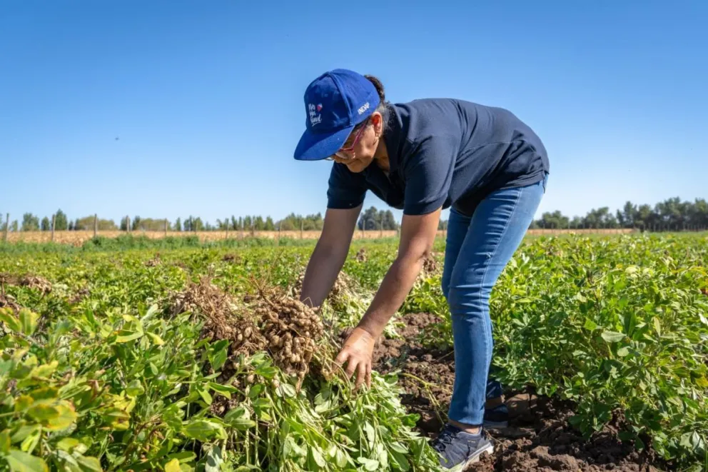 En el concurso podrán participar usuarios y usuarias de INDAP individuales y empresas asociativas campesinas (EAC), previamente inscritos como proveedores en el Programa de Compras Públicas de Alimentos de la institución. (Foto: Cedida)