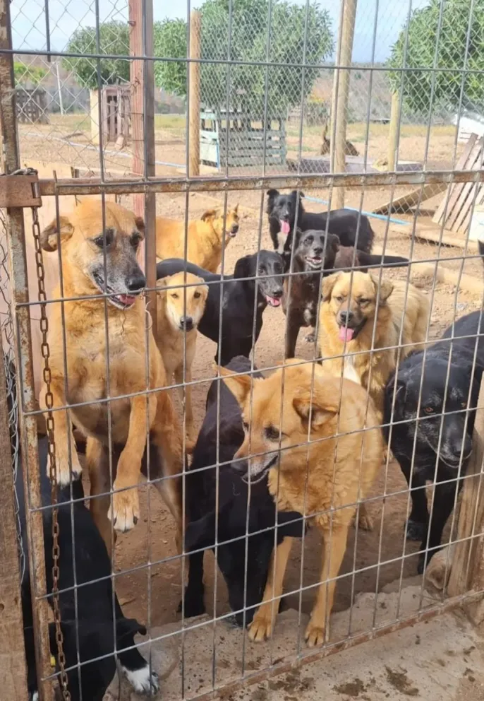 La organización animalista sostiene desde hace cerca de 15 años una labor de rescate y cuidado de perros abandonados en Ovalle. (Foto: Cedida)
