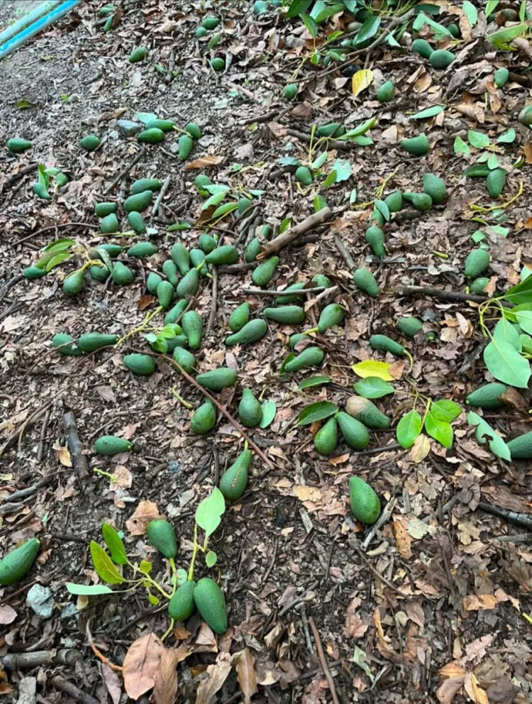 Paltas fueron retiradas de los árboles en el marco de los procedimientos sanitarios asociados al control de la mosca de la fruta en Monte Patria. (Foto: Cedida)