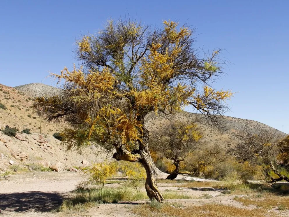 La Región de Coquimbo alberga a más de 1.600 especies distintas de flora vascular, de las cuáles, 1.400 aproximadamente, son de tipo nativa. (Foto: archivo)