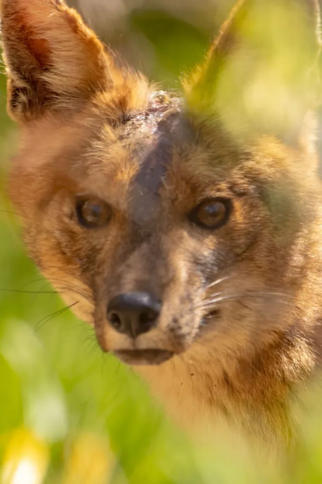 Los perros asilvestrados transmiten enfermedades tales como sarna sarcóptica y ectoparasitos (garrapatas y pulgas) o distemper. (Foto: Sebastián Aros) 