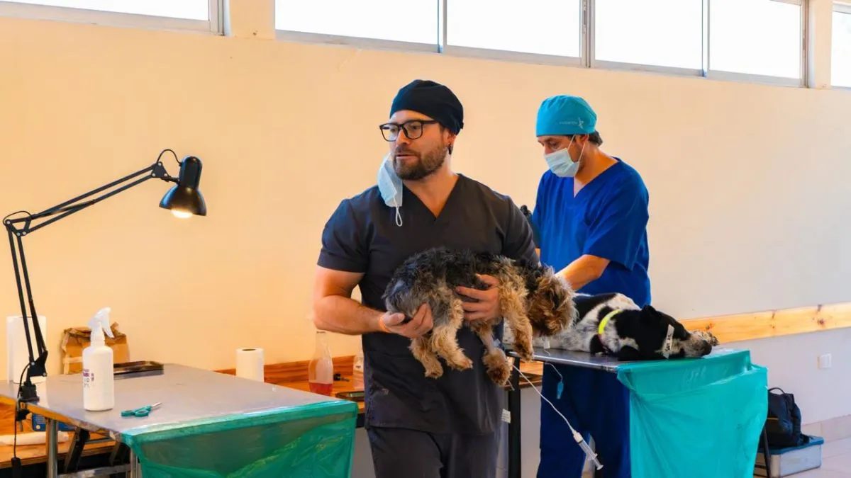 Operativos gratuitos de esterilización en Ovalle: fechas y sectores Operativos gratuitos de esterilización en Ovalle: fechas y sectores
