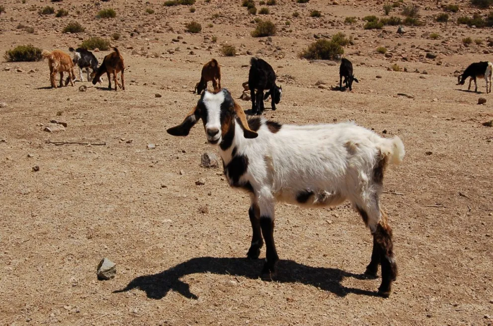 Además del agua, las bajas temperaturas también han impactado al ganado. (Foto: archivo)